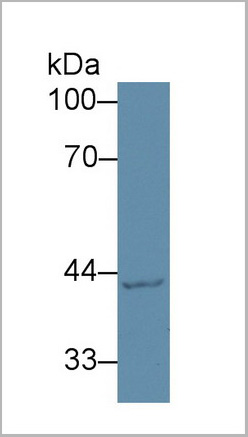 product-image-AAA20856_WB3.jpg