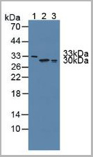 product-image-AAA20857_WB.jpg