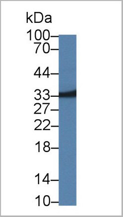 product-image-AAA20858_WB2.jpg