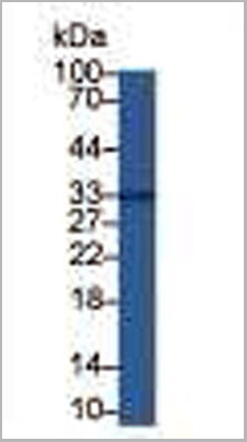 product-image-AAA20858_WB4.jpg