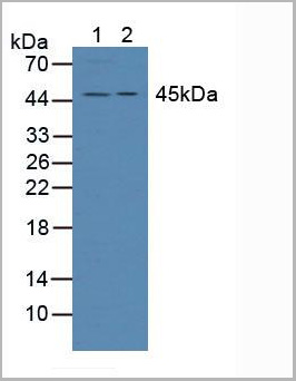 product-image-AAA20860_WB.jpg