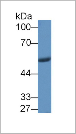 product-image-AAA20862_WB3.jpg