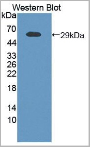product-image-AAA20862_WB4.jpg