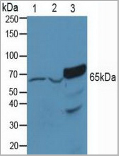product-image-AAA20863_WB.jpg