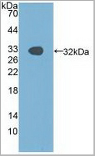 product-image-AAA20863_WB2.jpg