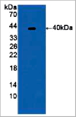 product-image-AAA20865_WB.jpg