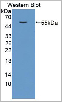 product-image-AAA20868_WB2.jpg