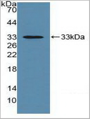 product-image-AAA20869_WB2.jpg