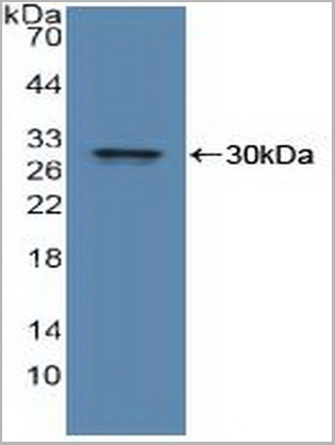 product-image-AAA20873_WB2.jpg