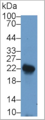 product-image-AAA20875_WB2.jpg