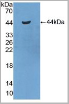 product-image-AAA20877_WB2.jpg