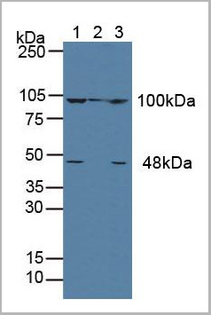product-image-AAA20878_WB.jpg