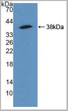 product-image-AAA20878_WB2.jpg
