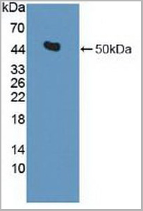product-image-AAA20879_WB2.jpg