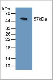 product-image-AAA20887_WB2.jpg