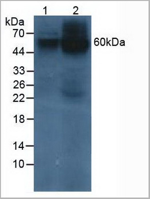 product-image-AAA20891_WB.jpg