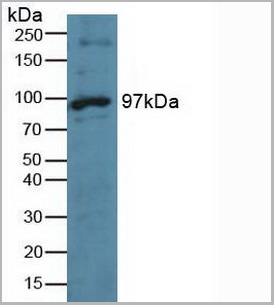 product-image-AAA20893_WB.jpg