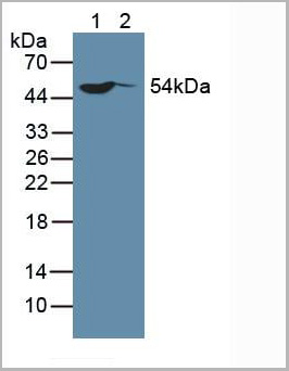 product-image-AAA20896_WB.jpg
