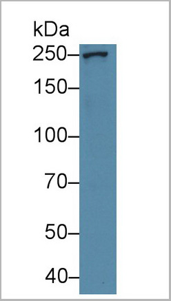 product-image-AAA20897_WB.jpg
