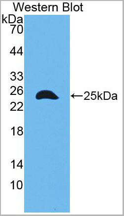 product-image-AAA20897_WB2.jpg