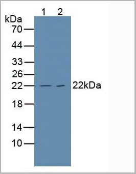 product-image-AAA20910_WB.jpg