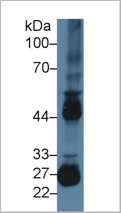 product-image-AAA20911_WB2.jpg