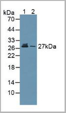 product-image-AAA20914_WB.jpg