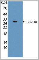 product-image-AAA20914_WB2.jpg