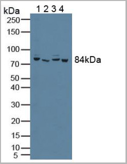 product-image-AAA20920_WB.jpg