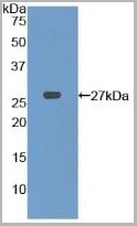product-image-AAA20920_WB2.jpg