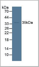 product-image-AAA20921_WB.jpg