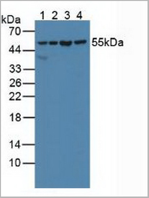 product-image-AAA20924_WB.jpg
