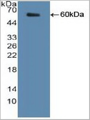 product-image-AAA20924_WB2.jpg
