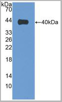 product-image-AAA20925_WB.jpg