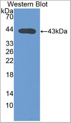 product-image-AAA20927_WB2.jpg