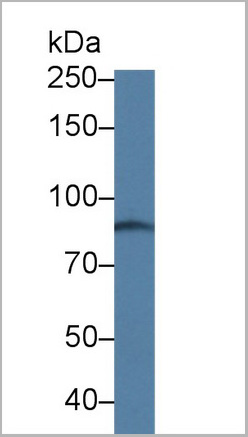 product-image-AAA20933_WB.jpg