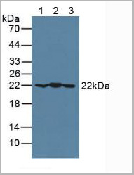 product-image-AAA20938_WB.jpg