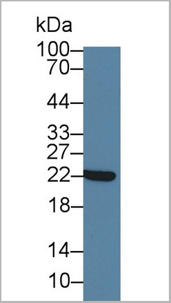 product-image-AAA20938_WB2.jpg
