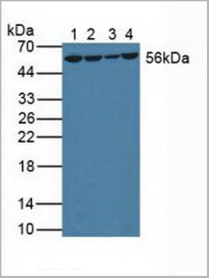 product-image-AAA20940_WB.jpg