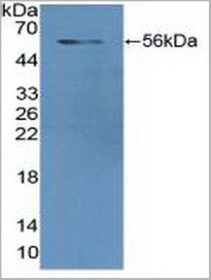 product-image-AAA20940_WB2.jpg