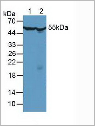 product-image-AAA20941_WB.jpg