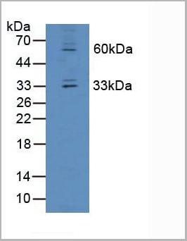 product-image-AAA20944_WB.jpg