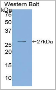 product-image-AAA20944_WB2.jpg