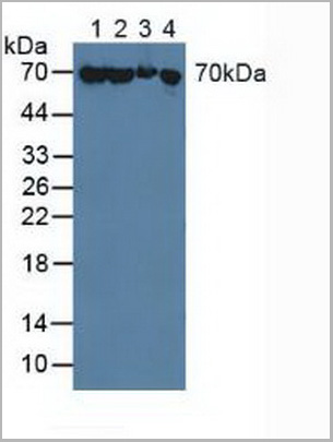 product-image-AAA20945_WB.jpg