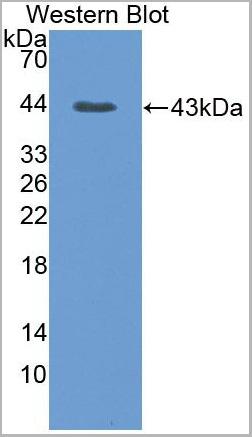 product-image-AAA20945_WB2.jpg