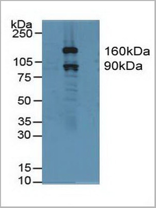 product-image-AAA20947_WB.jpg