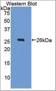 product-image-AAA20947_WB2.jpg
