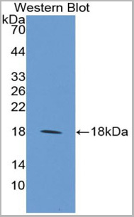 product-image-AAA20948_WB.jpg