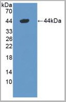product-image-AAA20957_WB.jpg