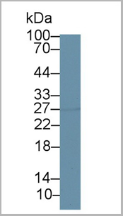 product-image-AAA20958_WB4.png